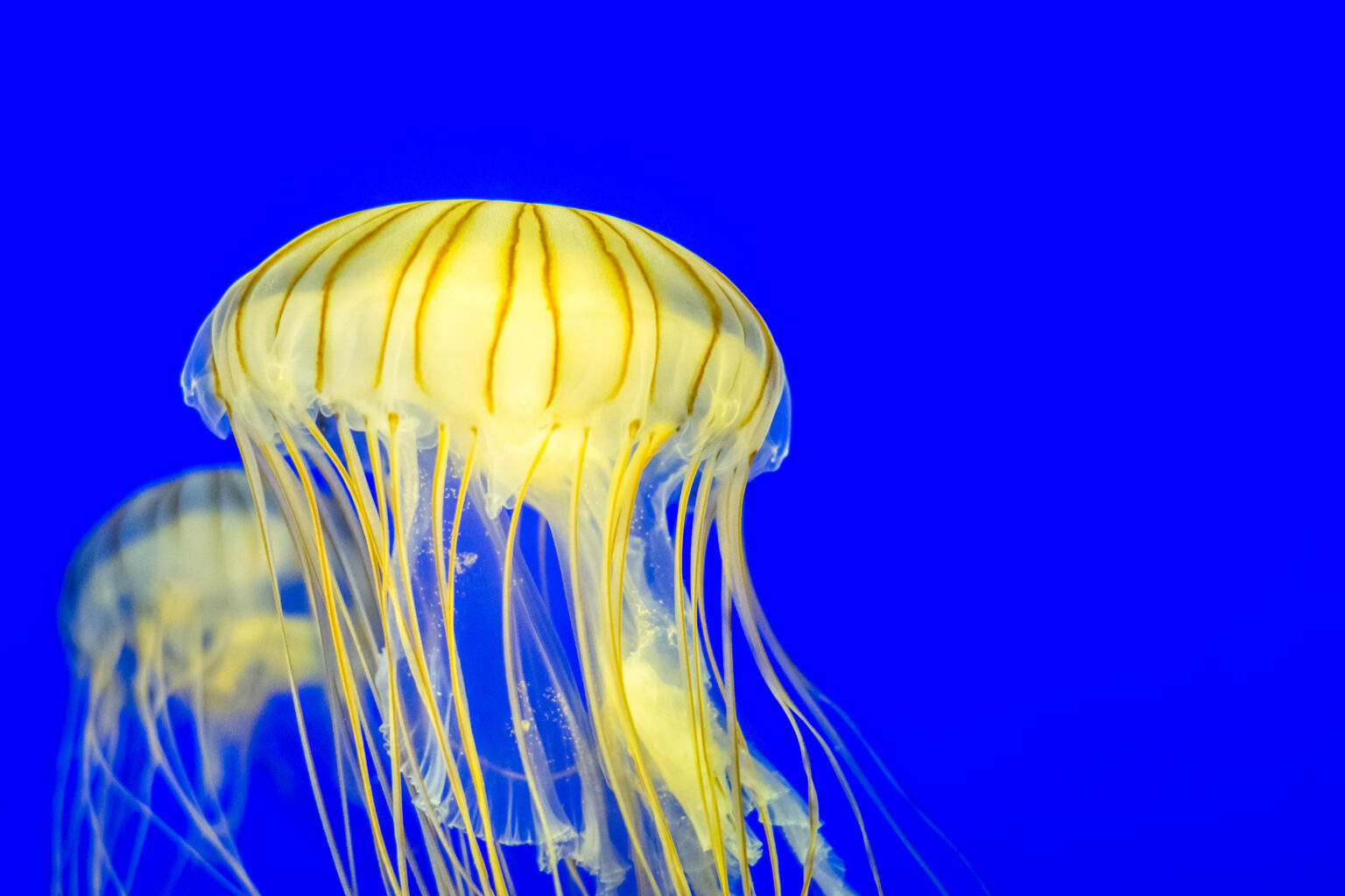 Aquarium La Rochelle: a marine wonderland for all ages in one of France’s most popular boating cities Aquarium La Rochelle